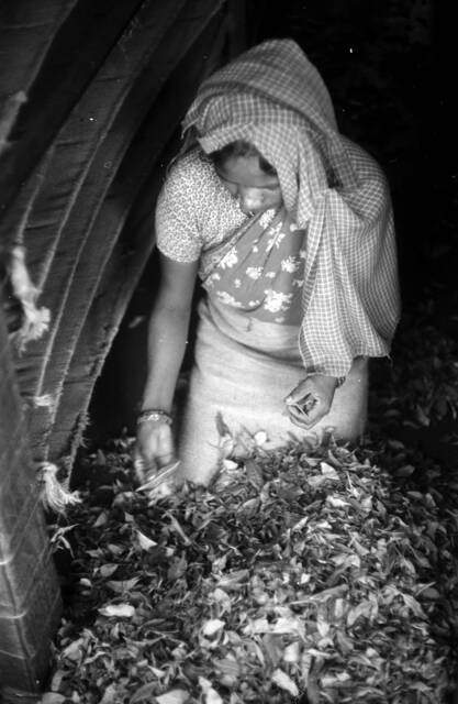 A close up photo from above of a woman wearing a patterned head scarf while kneeling and through a large pile of leaves in front of her.