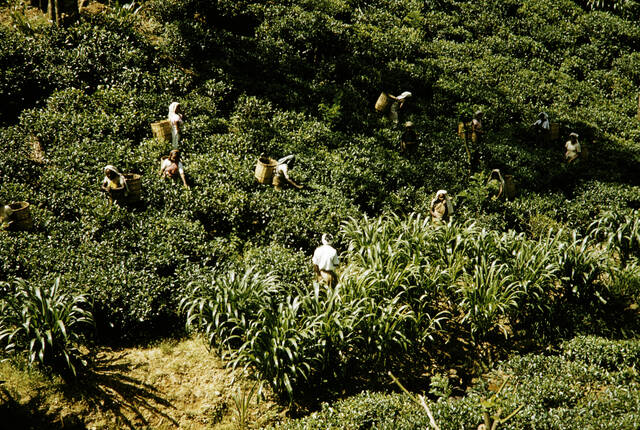 Photo taken from above of a group of workers, most wearing baskets on their back, in a green field of tea plants.