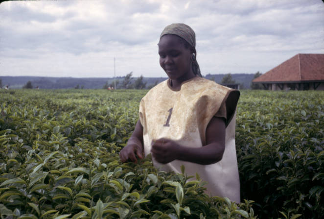 Tea picker stands in waist high tea plants wearing a white and yellow dress with the number 1 on it. 