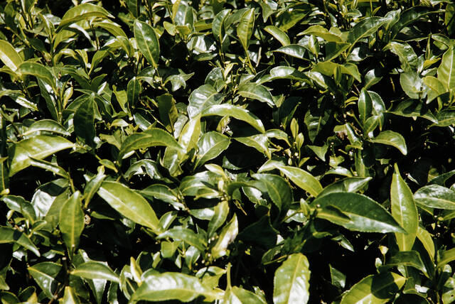 Color photo, close up of green and glossy tea leaves still attached to the plant.